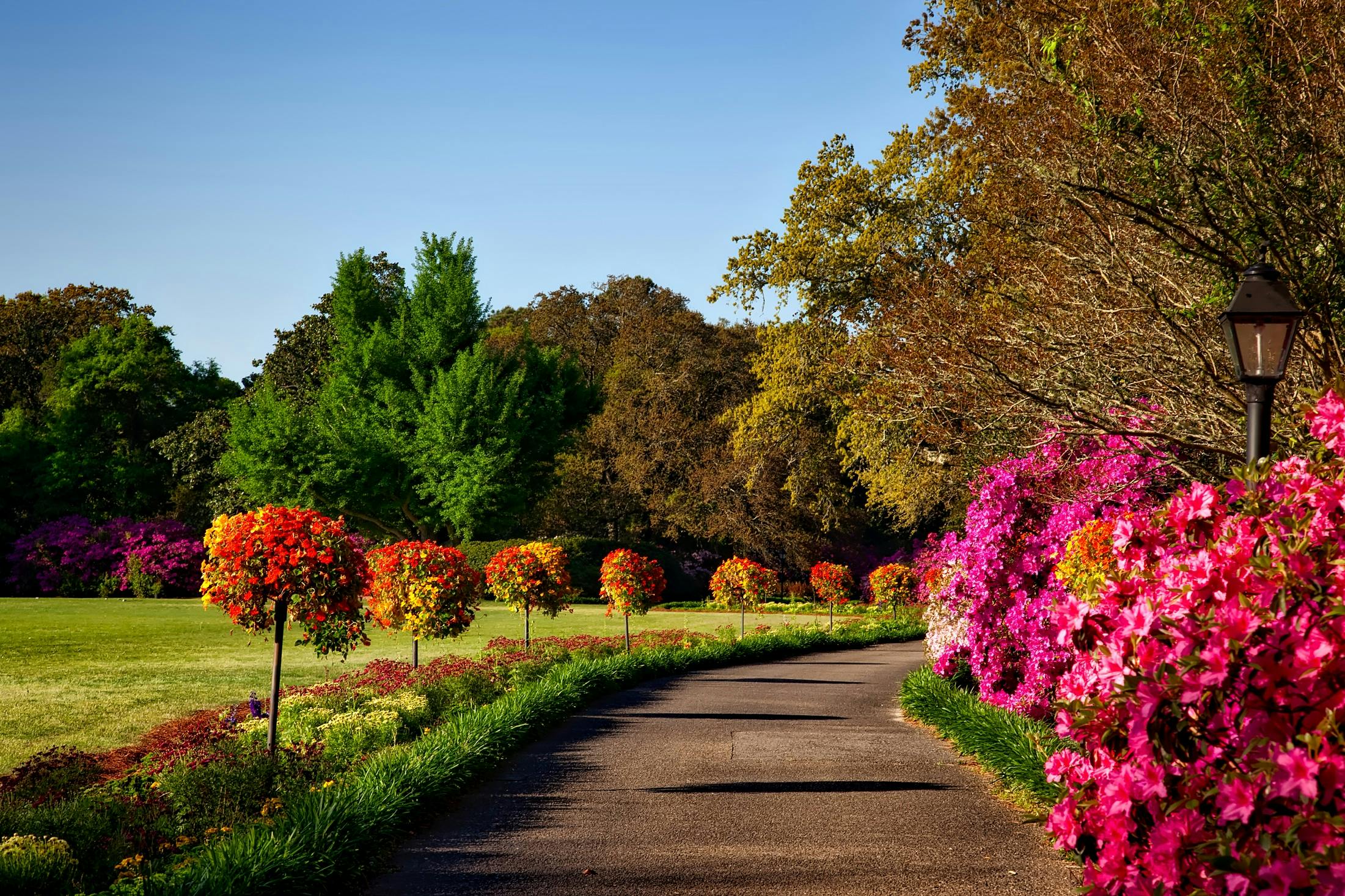 A colorful image of trees lining a road bending out of view to the right
